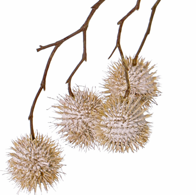 Platanus-Zweig, Ahornzweig, (Platanus acerifolia), 8 Sammelfrüchte, (Ø 3,5cm), 81cm