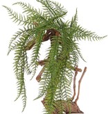 Woodwardia fern (chain fern), 55 fronds, 70cm - UV safe