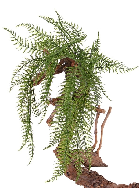 Woodwardia fern (chain fern), 55 fronds, 70cm - UV safe