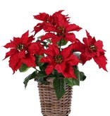 Poinsettia (Christmas flower) bush, 5 big flowers (Ø 20cm), h.45cm /Ø 45cm