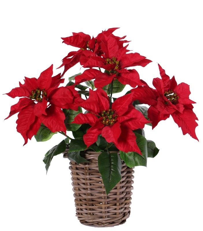 Poinsettia (Christmas flower) bush, 5 big flowers (Ø 20cm), h.45cm /Ø 45cm