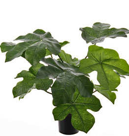 Jathropa podagrica (Flessenplant), 13 blad (4Lg/7Md/2Sm), H. 50cm / Ø 70cm