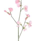 Lathyrus x3, 10 flores, 4 capullos, 64cm