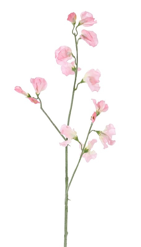 Lathyrus x3, 10 flores, 4 capullos, 64cm