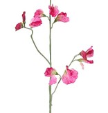 Lathyrus x3, 10 flores, 4 capullos, 64cm