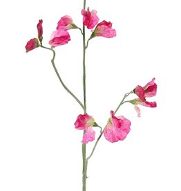 Lathyrus (Pronkerwt), x3, 10 bloem & 4 knop, 64cm