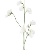 Lathyrus (Pronkerwt), x3, 10 bloem & 4 knop, 64cm