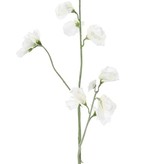 Lathyrus - Wicken, 3 Verzweigungen, 10 Blüten & 4 Knospen, 64cm