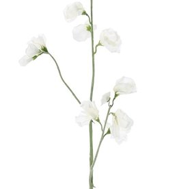 Lathyrus x3, 10 flores, 4 capullos, 64cm