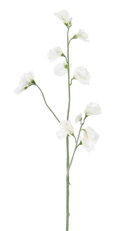 Lathyrus (Pronkerwt), x3, 10 bloem & 4 knop, 64cm