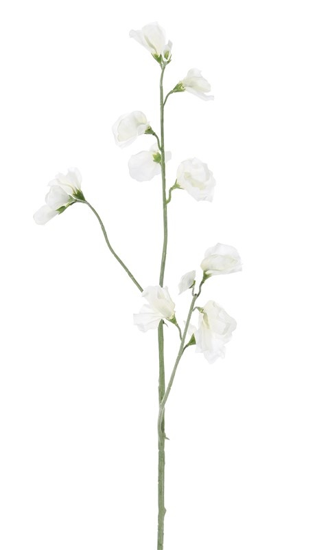 Lathyrus - Wicken, 3 Verzweigungen, 10 Blüten & 4 Knospen, 64cm