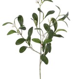 Mistlelzweig mit 4 Verzweigungen, 12 Beeren, 36 Blätter, 55cm