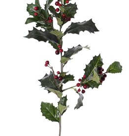 Hulsttak (Ilex aquifolium) x3, 31 blad (4Lg/12Md/16Sm) & 36 bes, 76cm
