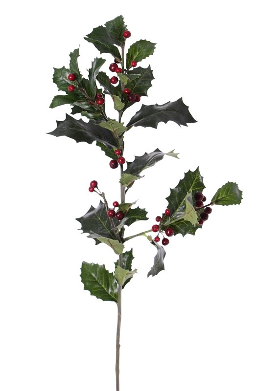 Hulsttak (Ilex aquifolium) x3, 31 blad (4Lg/12Md/16Sm) & 36 bes, 76cm