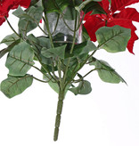 Poinsettia (Christmas flower) bush, 5 big flowers (Ø 20cm), h.45cm /Ø 45cm