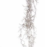 TIllandsia colgante (muesgo español) pequeño, x12, 125cm