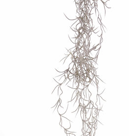 Tillandsia (Spanish moss) small, x12, 125cm