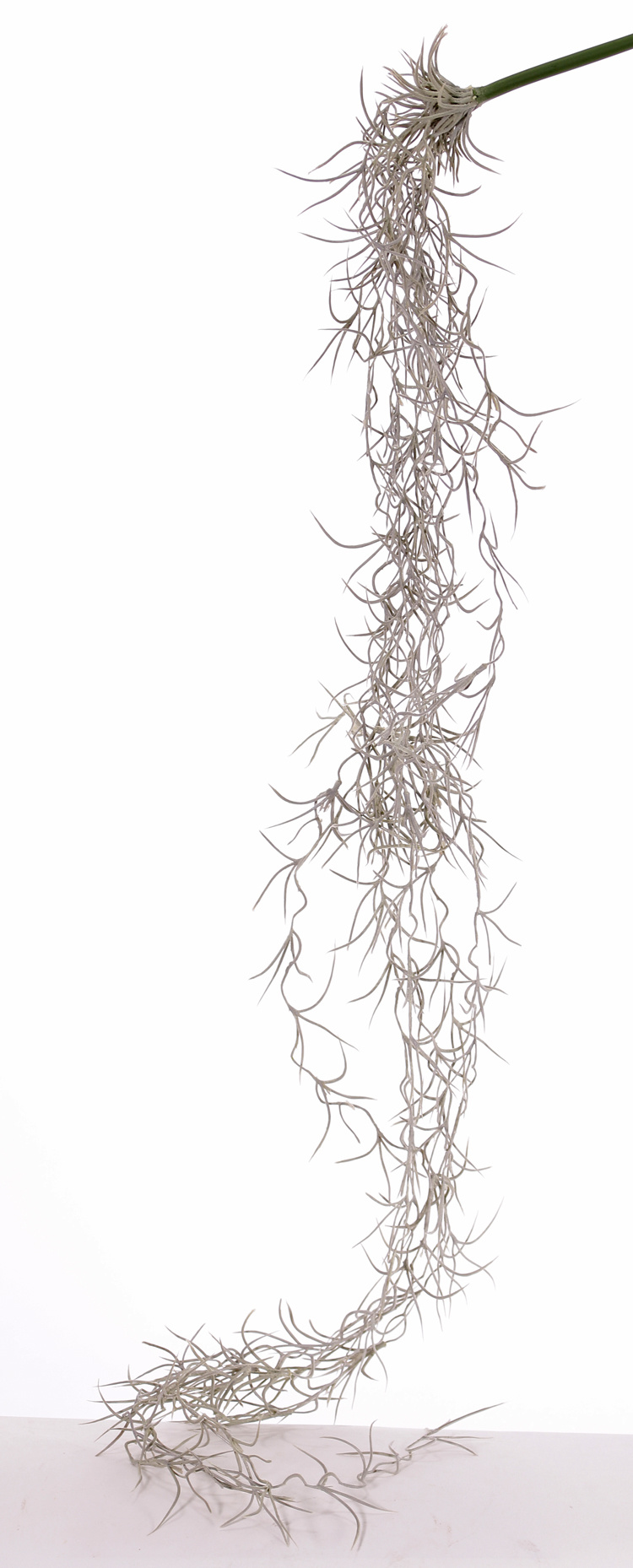 TIllandsia colgante (muesgo español) pequeño, x12, 125cm