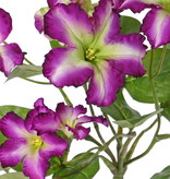 Petunia, 16 flowers, (4 Lg/8 Me/4 Sm) & 12 lvs.,  Ø 30cm