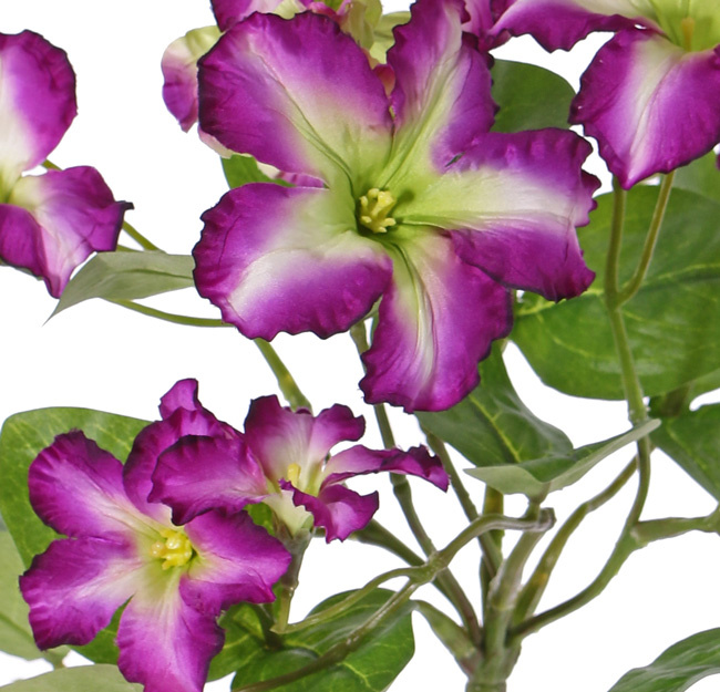 Petunia, 16 flowers, (4 Lg/8 Me/4 Sm) & 12 lvs.,  Ø 30cm