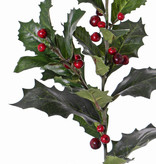 Hulsttak (Ilex aquifolium) x3, 31 blad (4Lg/12Md/16Sm) & 36 bes, 76cm