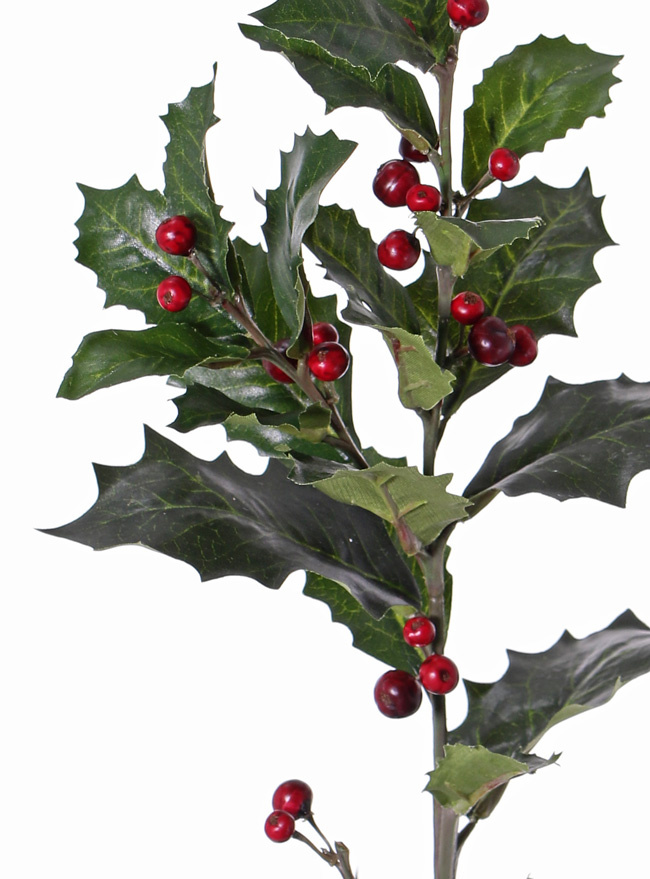 Hulsttak (Ilex aquifolium) x3, 31 blad (4Lg/12Md/16Sm) & 36 bes, 76cm