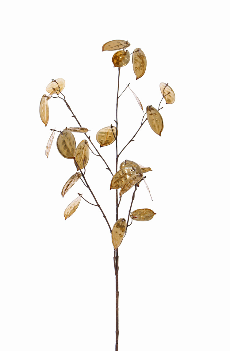 Lunaria annua 'Classico', x5, 25 semillas, (19lg/6sm), 91cm (cada en polybag)