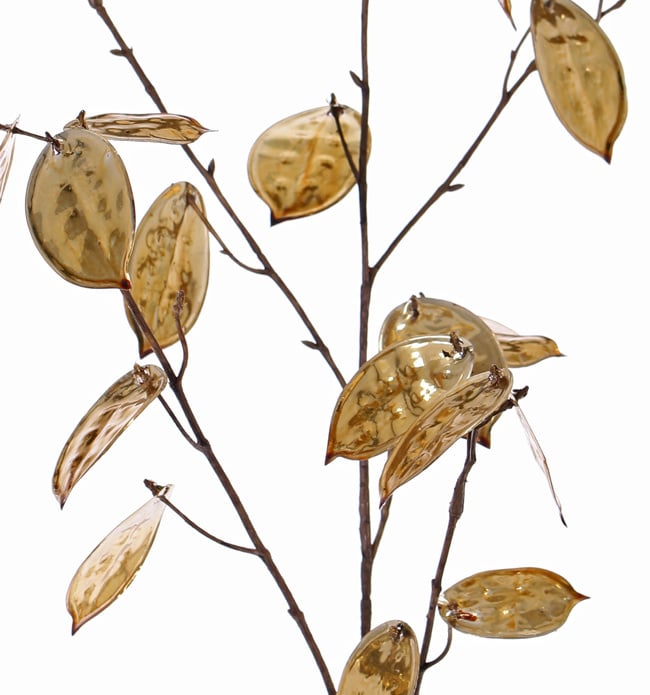 Lunaria annua (Judaspenning) 'Classico', x5, 25 seeds, (19Lg/6Sm), 91cm (each in a polybag)