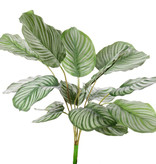 Calathea orbifolia, 16 hojas, toca natural, 76cm