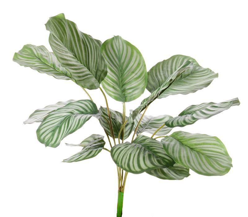 Calathea orbifolia, 16 leaves, natural touch, 76cm