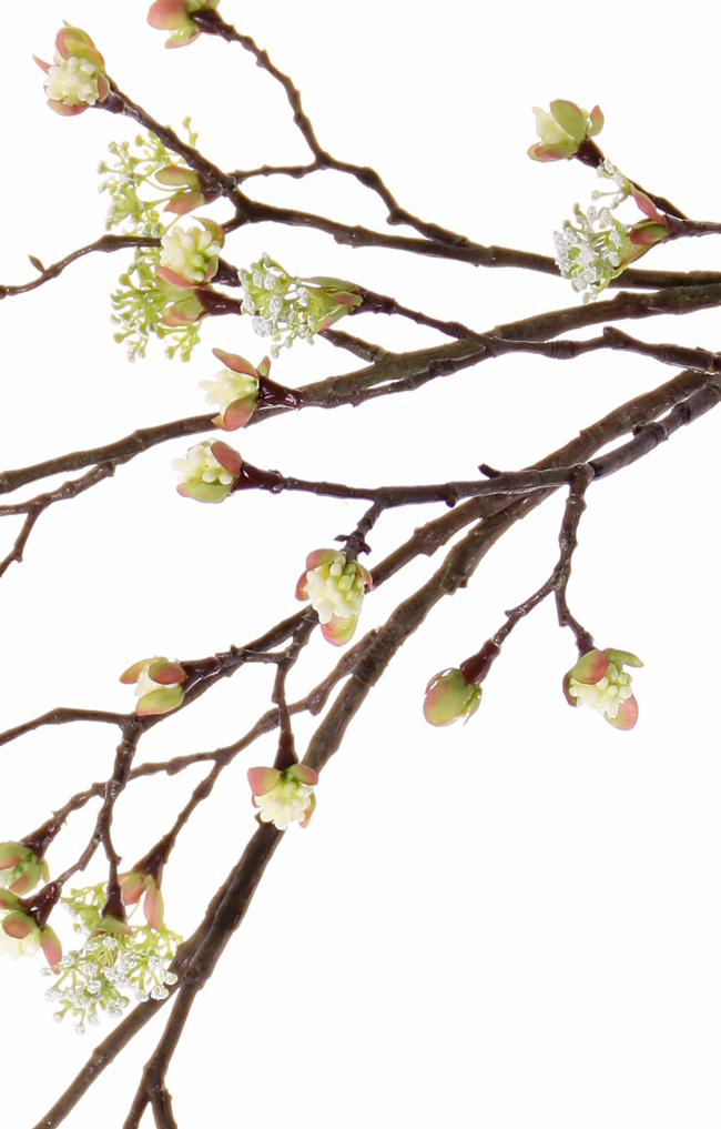 Maple fruit (Acer) branch, x27fruits, x8flrs, 111cm