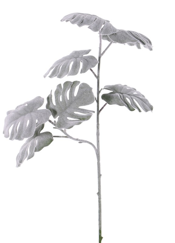 Monstera-Zweig 'Frost' mit 2 Verzweigungen, 7 Blätter, Ø 11cm, 71cm