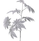 Papaya branch 'Frost' x2, 7 lvs., Ø 13cm, 73cm