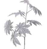 Papayablattzweig 'Frost' mit 2 Verzweigungen, 7 Blätter, Ø 13cm, 73cm