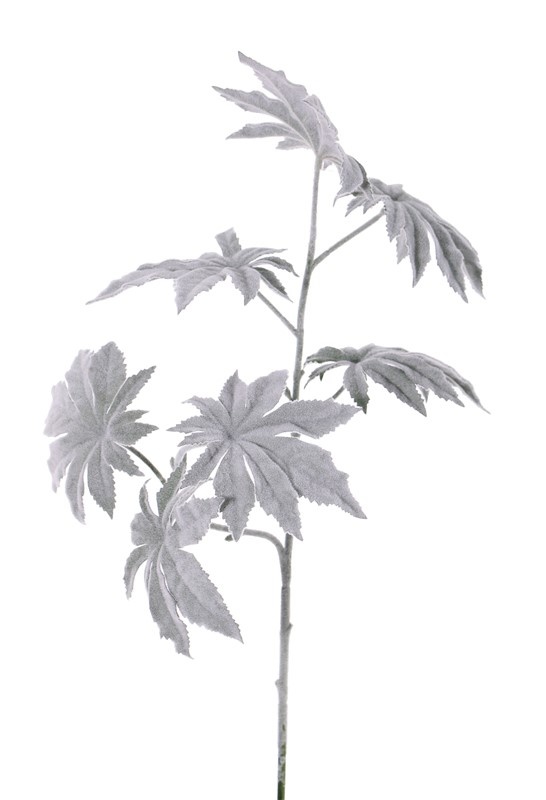 Papaya branch 'Frost' x2, 7 lvs., Ø 13cm, 73cm