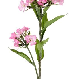 Dianthus barbatus (Duizendschoon) 2 clusters bloemen & 10 blad, 60cm
