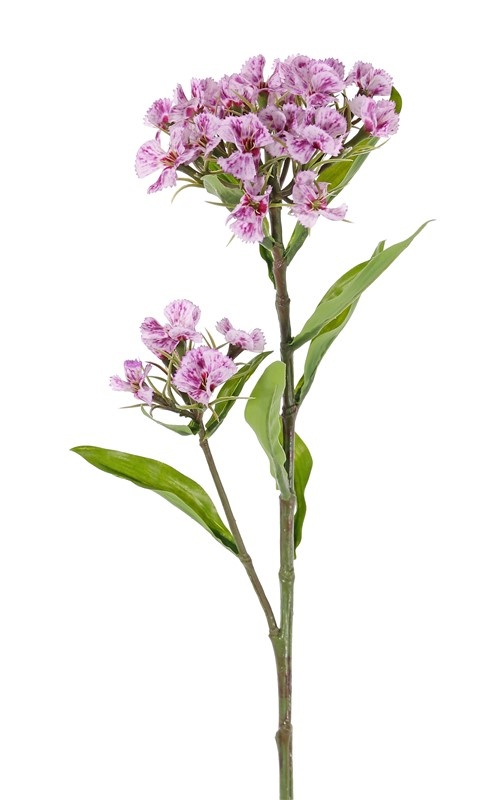 Dianthus barbatus, El clavel del poeta, 2 clusters flores, 10 hojas, 60cm