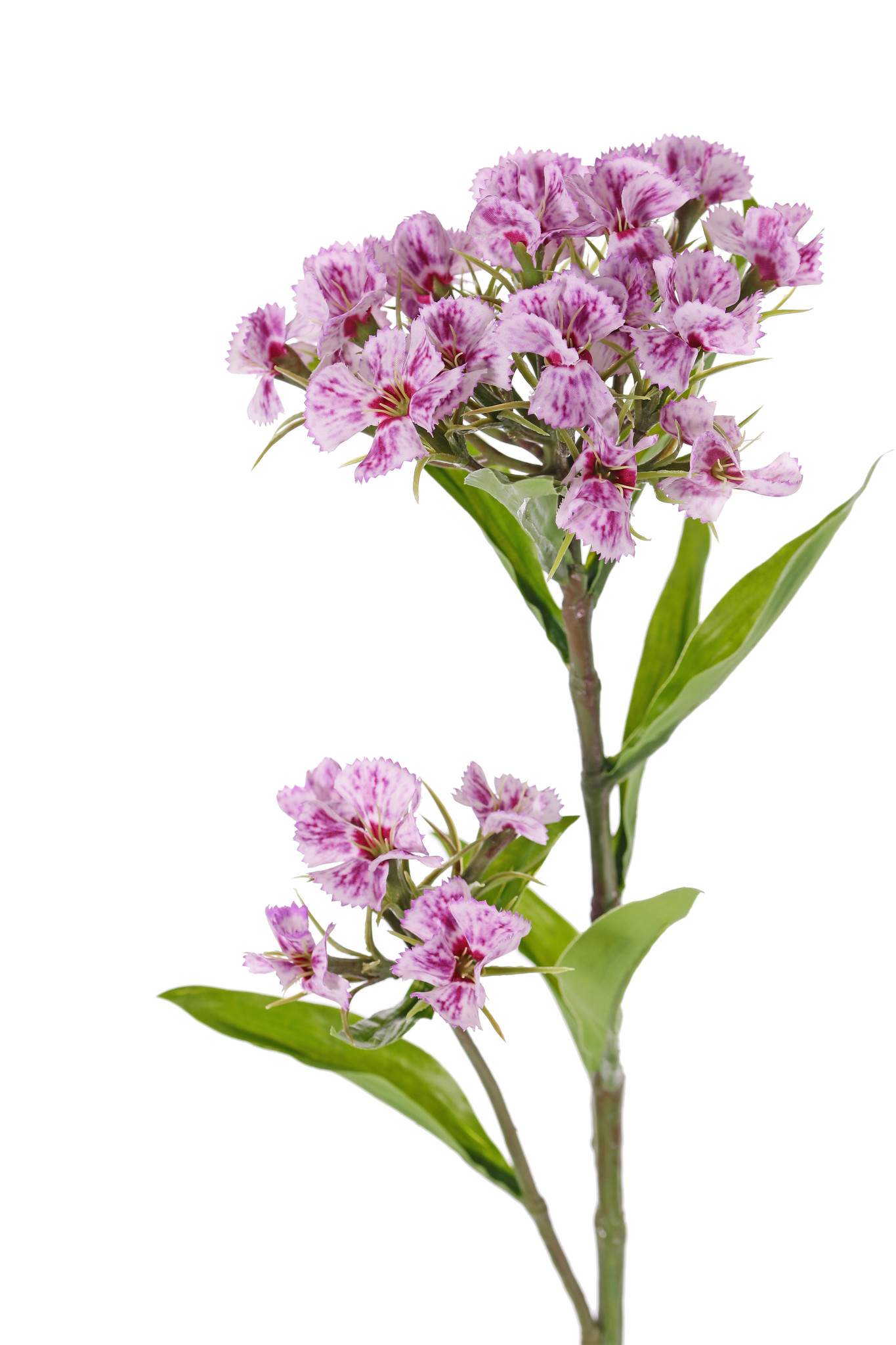 Dianthus barbatus, Bartnelke, 2 Blumenköpfe, 10 Blätter, 60cm