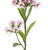 Dianthus barbatus, Sweet William, 2 clusters flowers, 10 lvs., 60cm