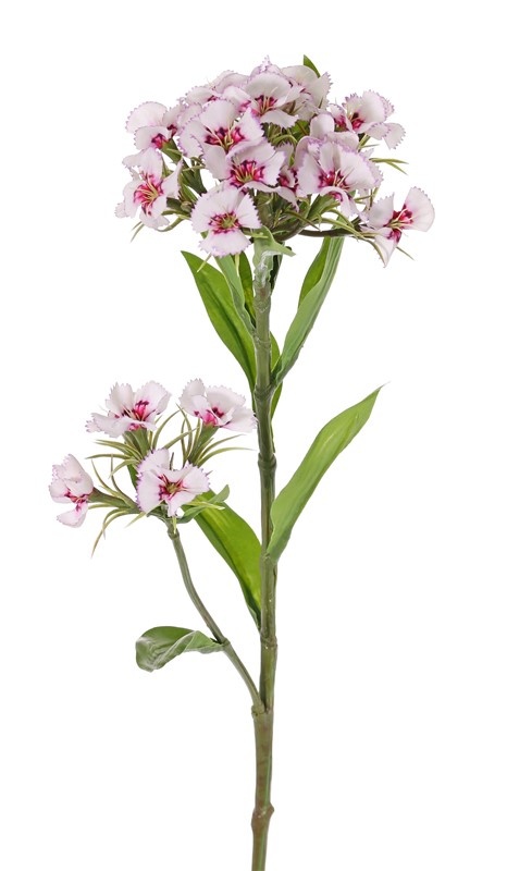 Dianthus barbatus, El clavel del poeta, 2 clusters flores, 10 hojas, 60 cm