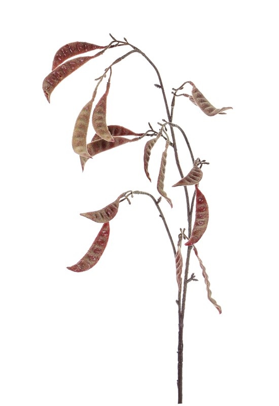 Schotenzweig - Zuckererbsenzweig 'AutumnBreeze' 9 Verzweigungen, 16 Schoten, beflockt, 90cm