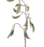 Snow pea 'AutumnBreeze', 16 pods, flocked, 90cm