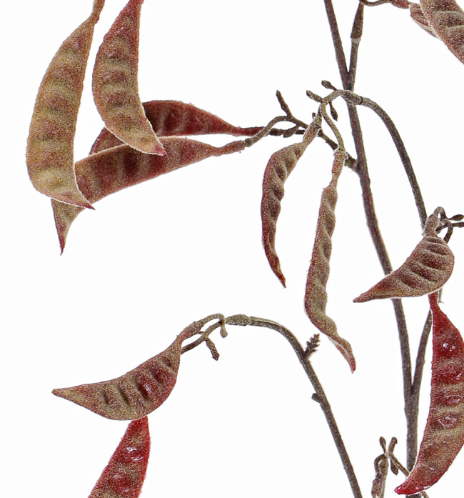 Schotenzweig - Zuckererbsenzweig 'AutumnBreeze' 9 Verzweigungen, 16 Schoten, beflockt, 90cm