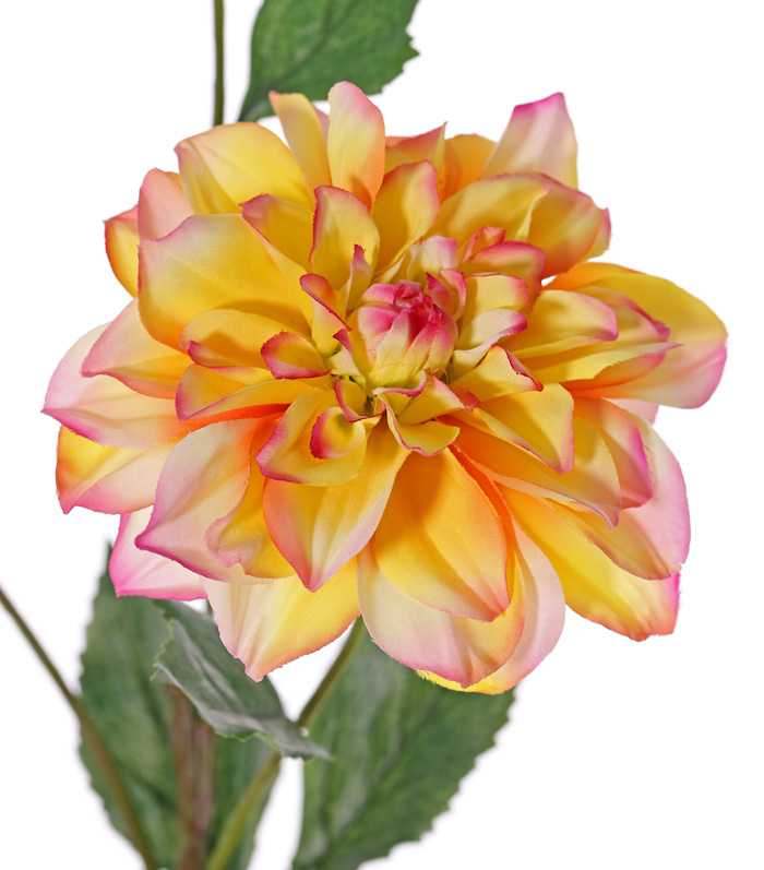 Dahlia 'New Beauty', 3 bloemen & 5 bladeren, 76cm