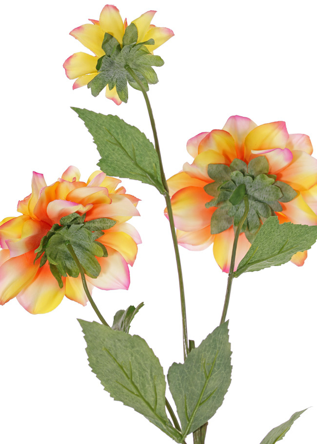 Dahlia 'New Beauty', 3 flowers & 5 lvs., 76cm
