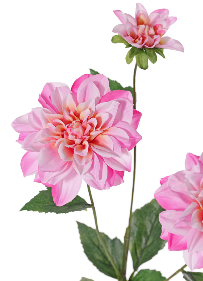 Dahlia 'New Beauty', 3 bloemen & 5 bladeren, 76cm