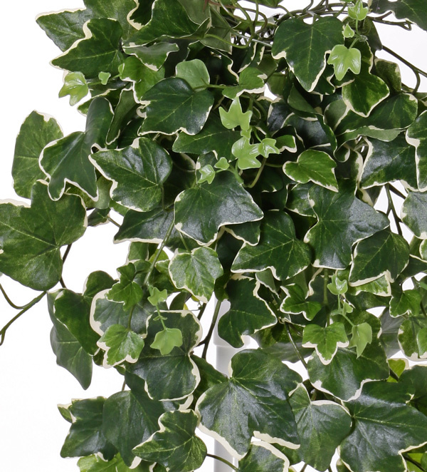 Hedera Gala x 262 65cm UV-bestendig