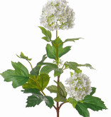 Viburnum - Schneeball -  klein, 40cm, Ø 6cm, Ø 5cm