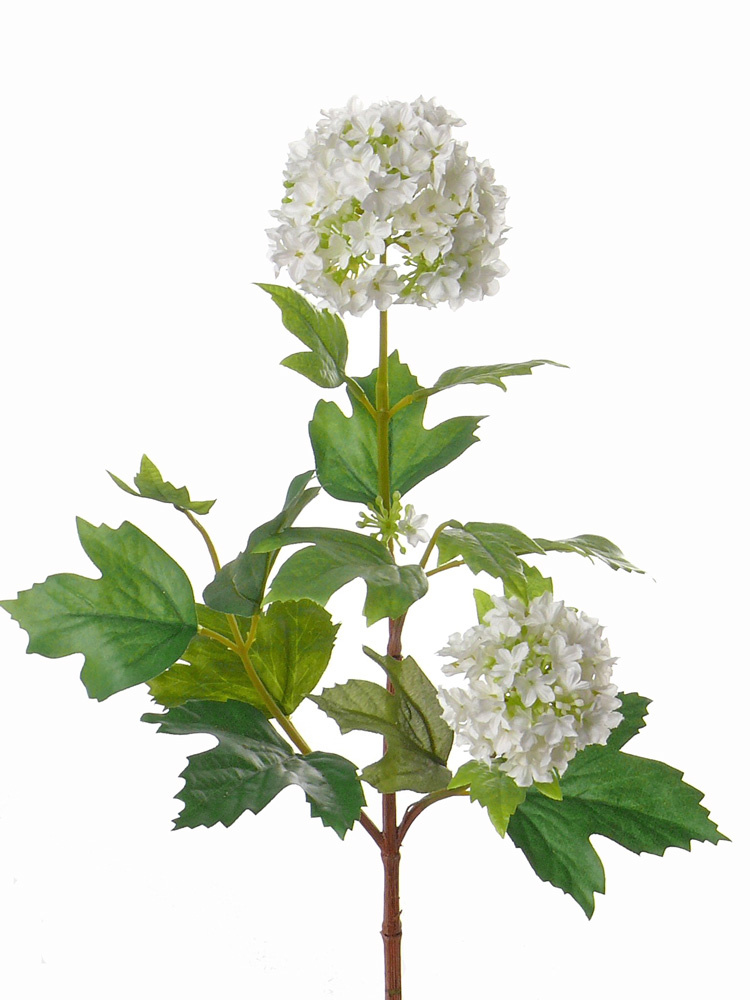 Viburnum 40cm