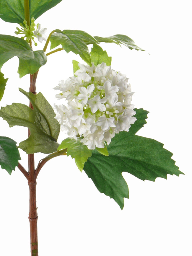 Viburnum, pequeño, 40cm, Ø 6cm, Ø 5cm